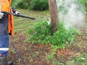 steam weeding jan 2015 015